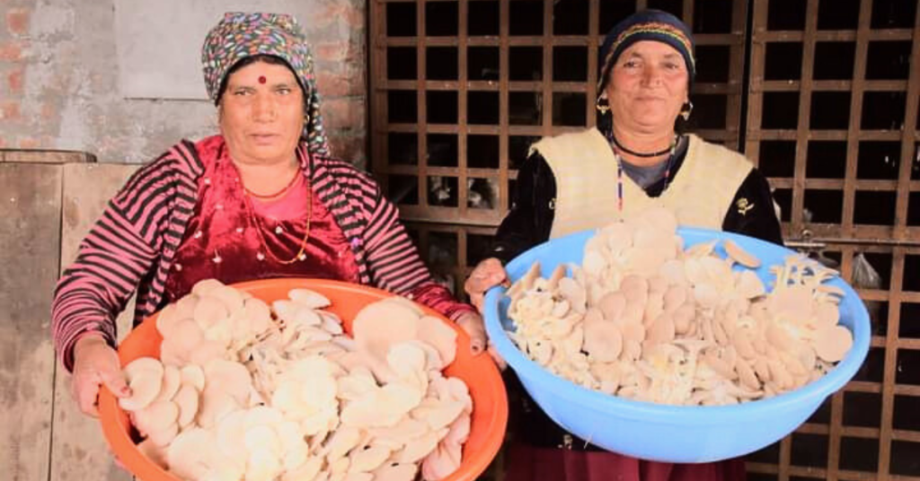 Organic Mushroom Cultivation